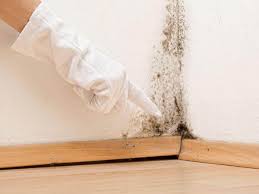 Best Mold Damage Restoration  in North Las Vegas, NV